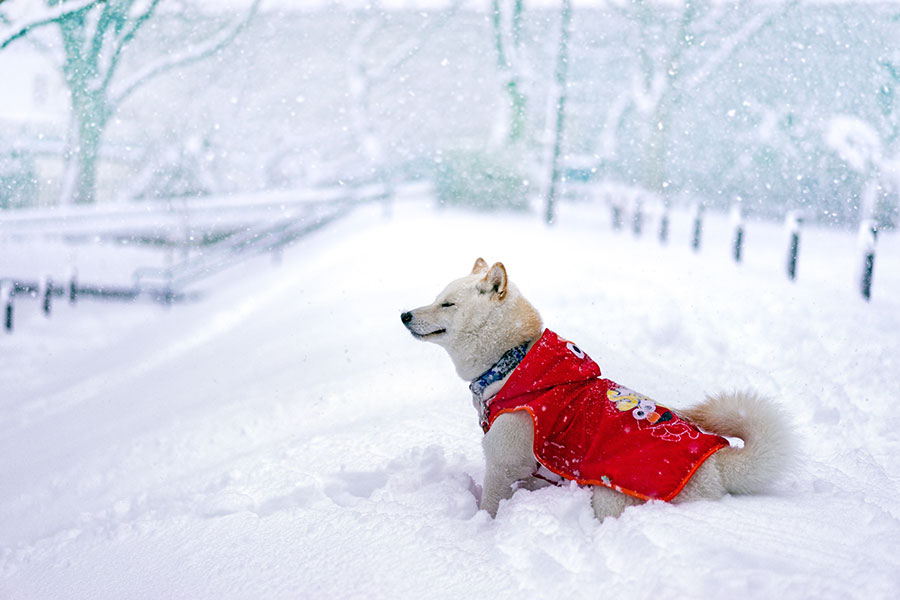 Shiba Inu en la nieve