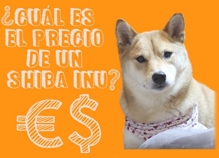 A Cuanto Puede Llegar Shiba Inu