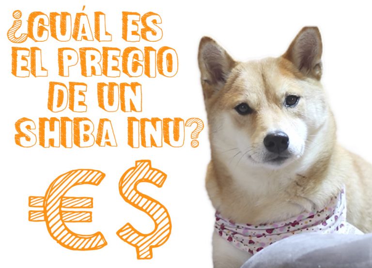 A Cuanto Puede Llegar Shiba Inu