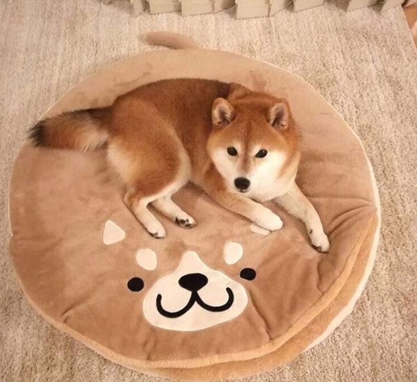 Mejor cama para perros Shiba Inu